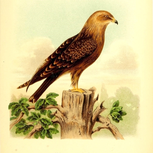 Milvus aegyptius Gm