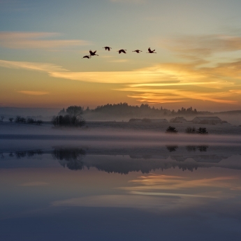 Six oiseaux migrateurs volant au dessus d'un paysage enneigé sur un fond de soleil couchant