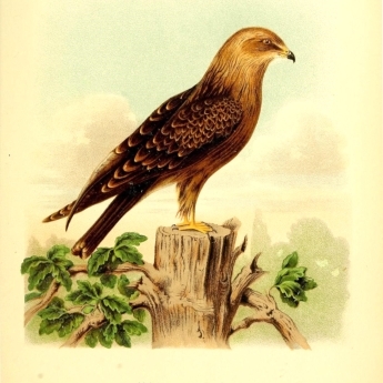 Milvus aegyptius Gm